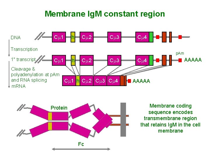 Membrane Ig. M constant region DNA Cm 1 h Cm 2 Cm 3 Cm