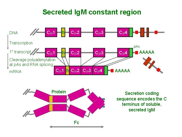 Secreted Ig. M constant region DNA Cm 1 h Cm 2 Cm 3 Cm