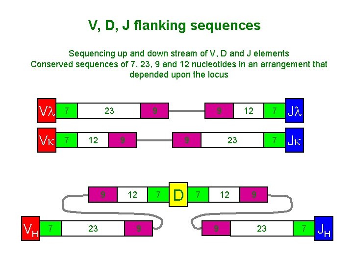 V, D, J flanking sequences Sequencing up and down stream of V, D and