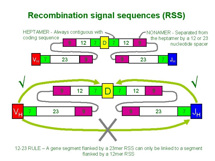 Recombination signal sequences (RSS) HEPTAMER - Always contiguous with coding sequence 9 VH 7