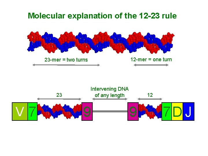 Molecular explanation of the 12 -23 rule 12 -mer = one turn 23 -mer