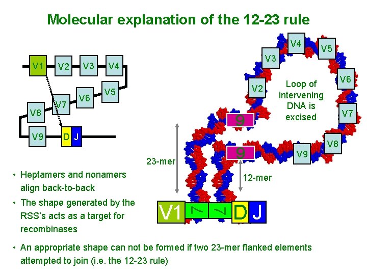 Molecular explanation of the 12 -23 rule V 4 V 1 V 8 V