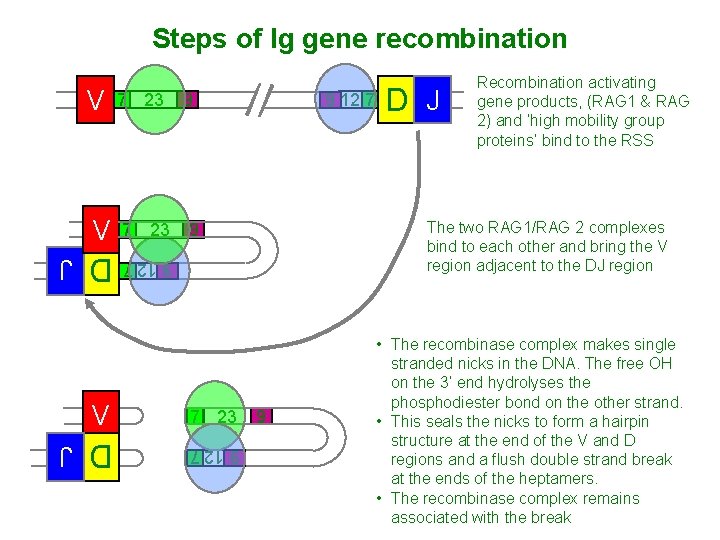 Steps of Ig gene recombination V 7 23 D J 9 12 7 7