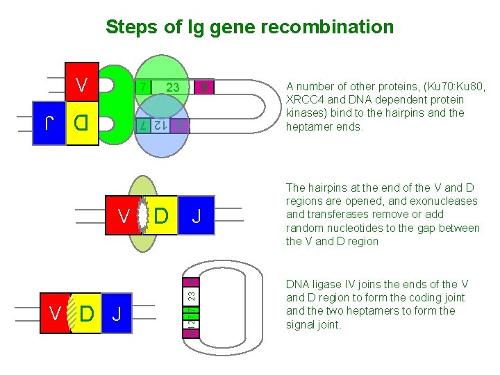 Steps of Ig gene recombination V 7 23 9 D J 9 12 7