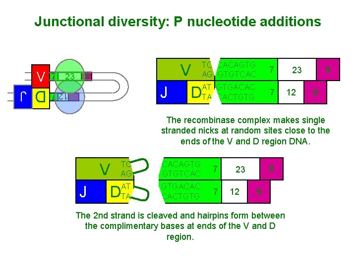 Junctional diversity: P nucleotide additions 7 23 V AT GTGACAC J DTA CACTGTG 9