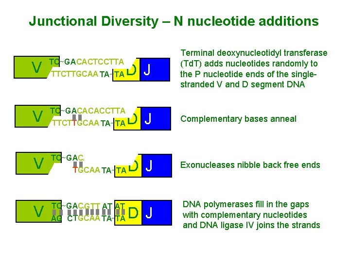 Junctional Diversity – N nucleotide additions V TC~GA CACTCCTTA AT AG TTCTTGCAA TA~TA V