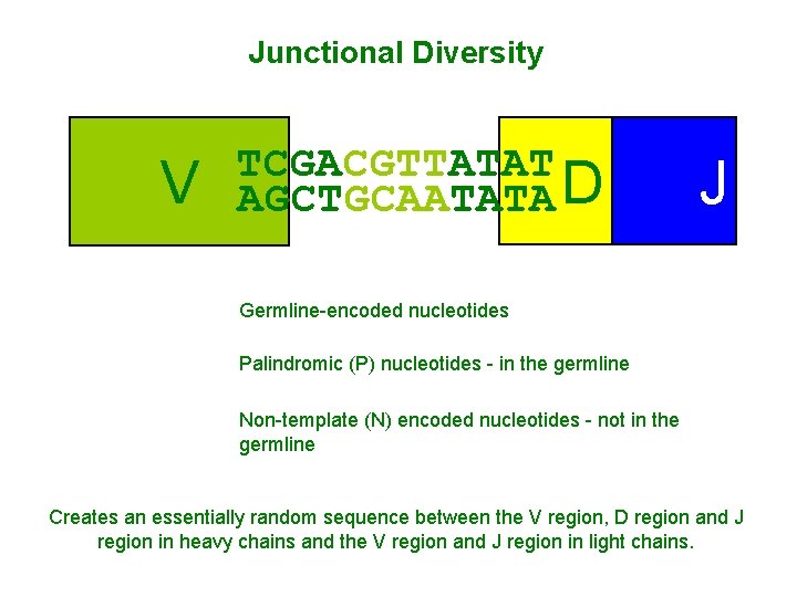 Junctional Diversity V TCGACGTTATAT AGCTGCAATATA D J Germline-encoded nucleotides Palindromic (P) nucleotides - in