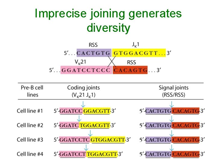 Imprecise joining generates diversity 