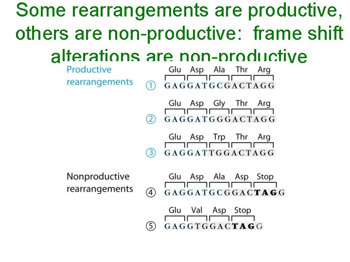 Some rearrangements are productive, others are non-productive: frame shift alterations are non-productive 