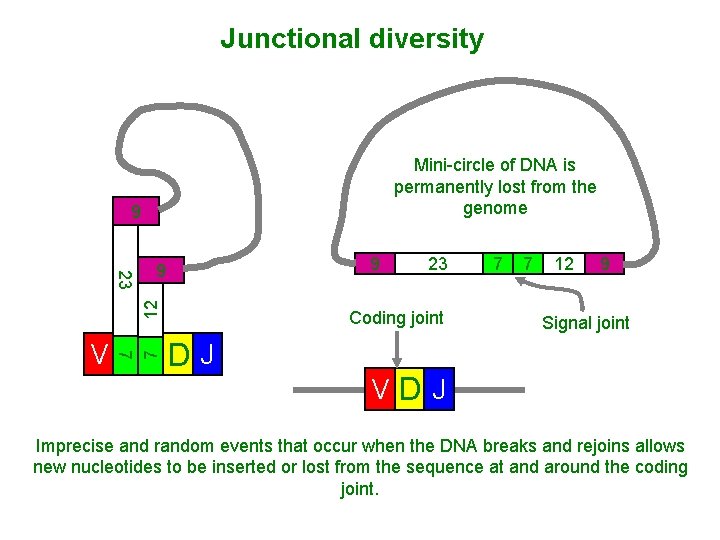 Junctional diversity Mini-circle of DNA is permanently lost from the genome 9 7 V