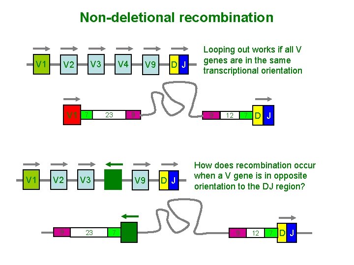 Non-deletional recombination V 1 V 1 V 3 V 2 7 V 2 V