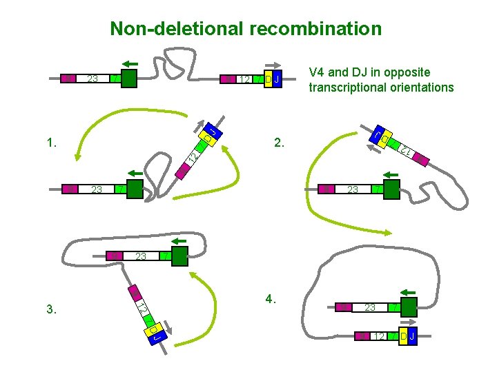 Non-deletional recombination V 4 and DJ in opposite transcriptional orientations J 9 12 7