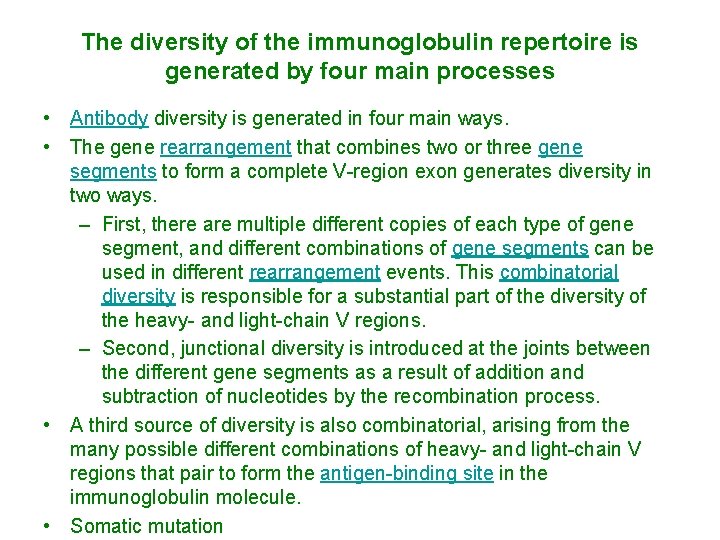 The diversity of the immunoglobulin repertoire is generated by four main processes • Antibody