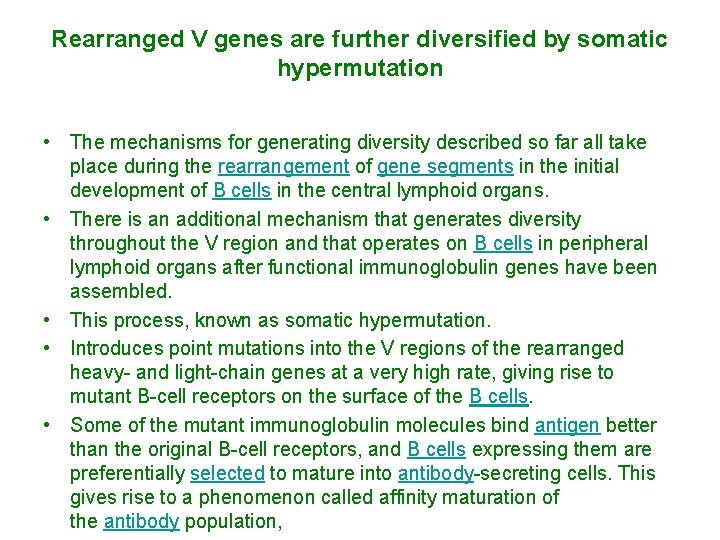 Rearranged V genes are further diversified by somatic hypermutation • The mechanisms for generating