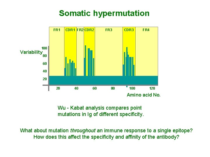 Somatic hypermutation FR 1 CDR 1 FR 2 CDR 2 FR 3 CDR 3