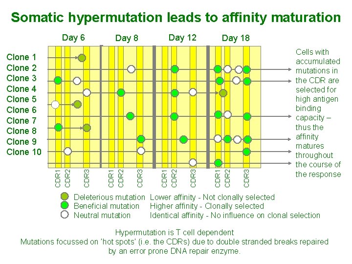 Somatic hypermutation leads to affinity maturation Day 6 Day 8 Day 12 Day 18