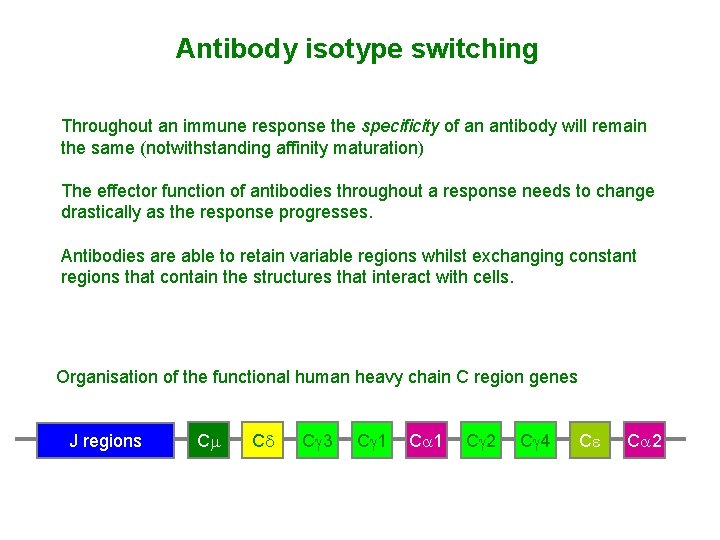 Antibody isotype switching Throughout an immune response the specificity of an antibody will remain