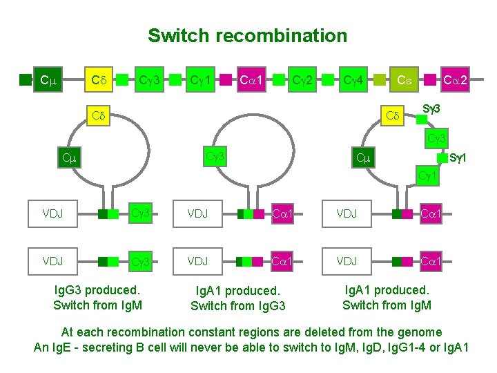 Switch recombination Cm Cd Cg 3 Cg 1 Ca 1 Cg 2 Cg 4