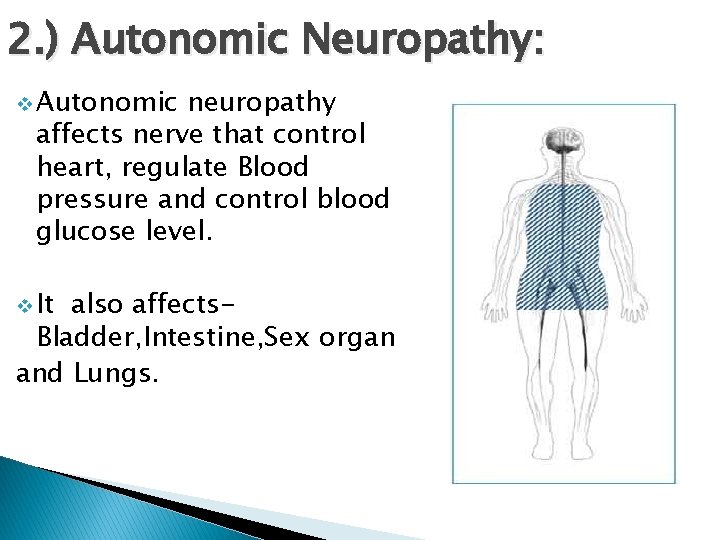 2. ) Autonomic Neuropathy: v Autonomic neuropathy affects nerve that control heart, regulate Blood