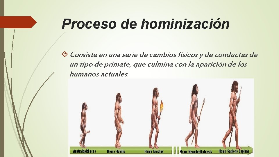 Proceso de hominización Consiste en una serie de cambios físicos y de conductas de