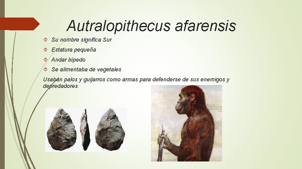 Autralopithecus afarensis Su nombre significa Sur Estatura pequeña Andar bípedo Se alimentaba de vegetales
