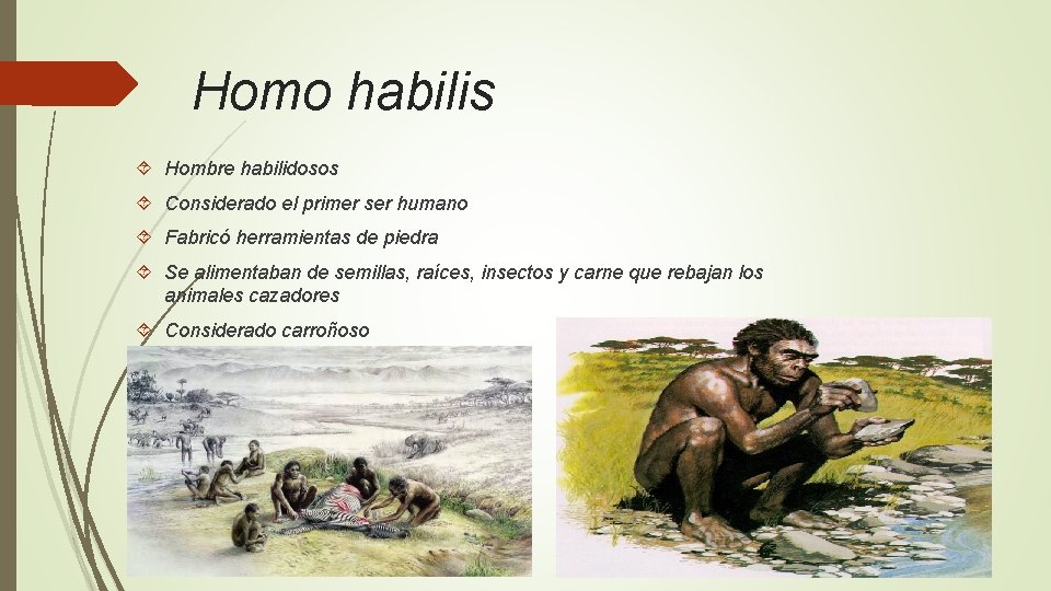 Homo habilis Hombre habilidosos Considerado el primer ser humano Fabricó herramientas de piedra Se