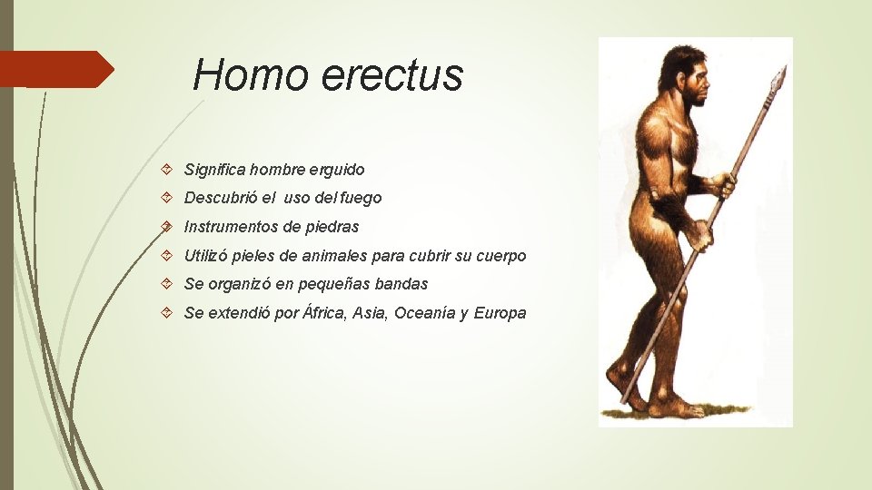 Homo erectus Significa hombre erguido Descubrió el uso del fuego Instrumentos de piedras Utilizó