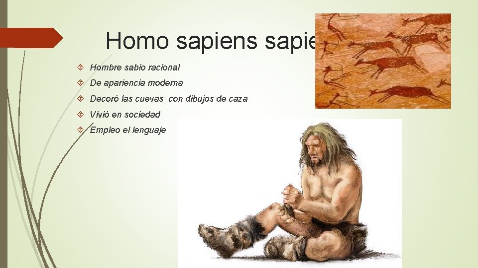 Homo sapiens Hombre sabio racional De apariencia moderna Decoró las cuevas con dibujos de