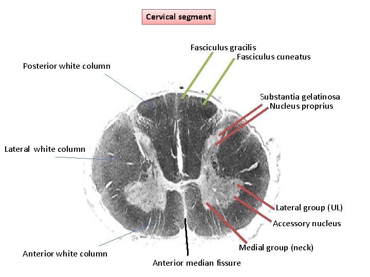Cervical segment Posterior white column Fasciculus gracilis Fasciculus cuneatus Substantia gelatinosa Nucleus proprius Lateral