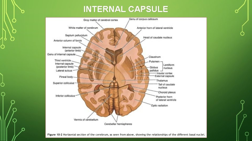 INTERNAL CAPSULE 