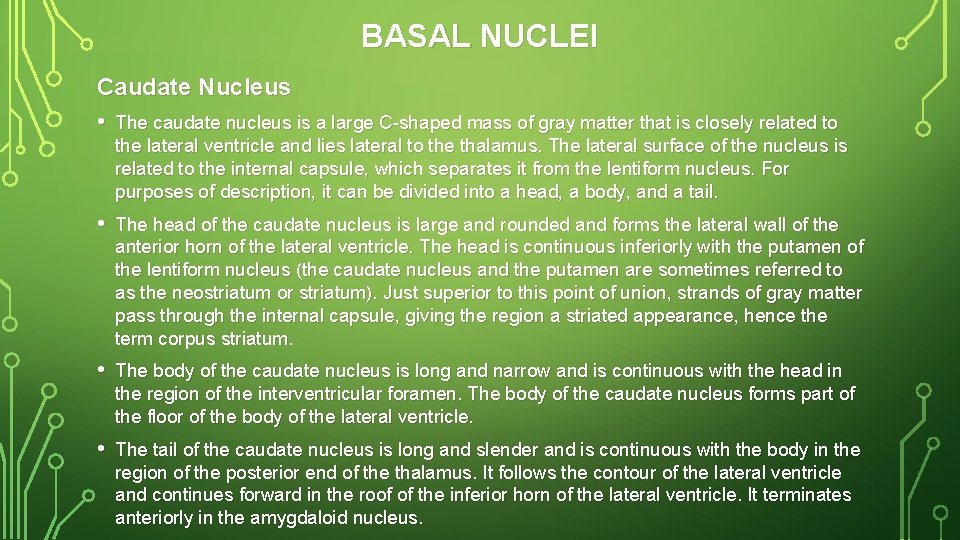 BASAL NUCLEI Caudate Nucleus • The caudate nucleus is a large C-shaped mass of