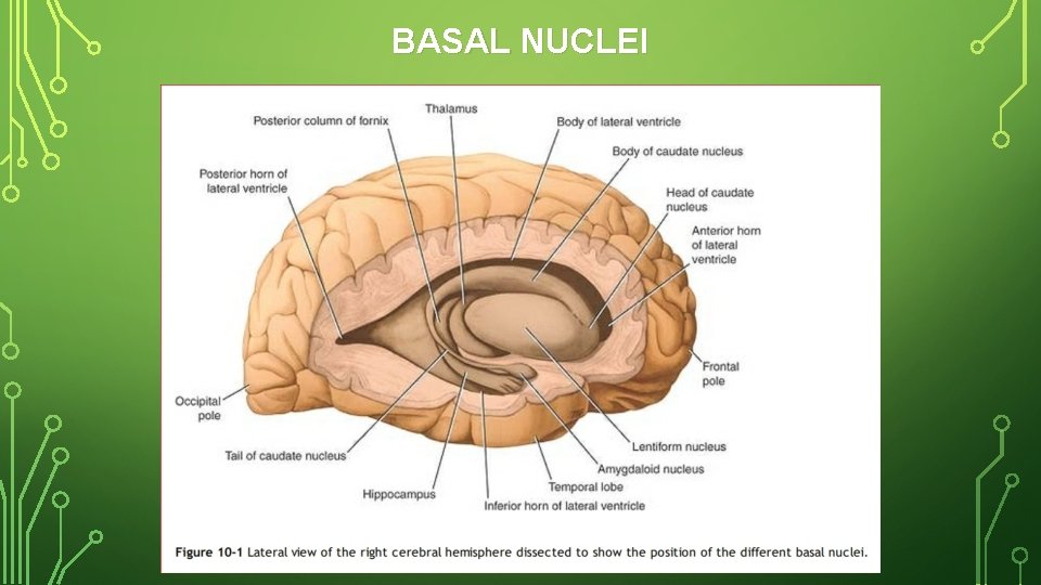 BASAL NUCLEI 