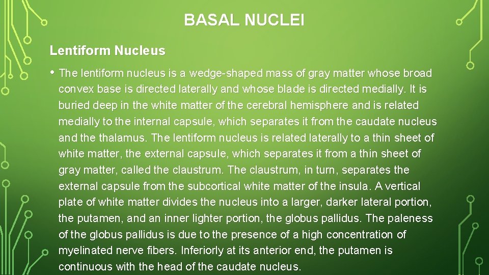 BASAL NUCLEI Lentiform Nucleus • The lentiform nucleus is a wedge-shaped mass of gray