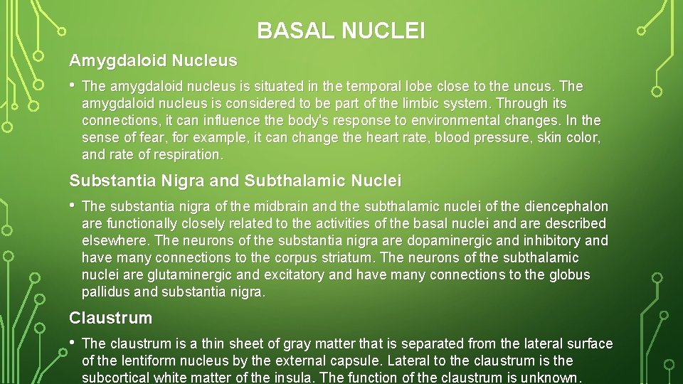 BASAL NUCLEI Amygdaloid Nucleus • The amygdaloid nucleus is situated in the temporal lobe