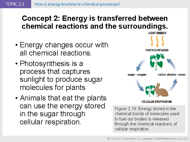 Concept 2: Energy is transferred between chemical reactions and the surroundings. • Energy changes