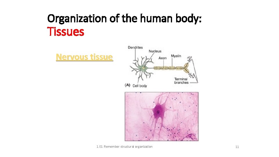 Organization of the human body: Tissues Nervous tissue Neuron 1. 01 Remember structural organization