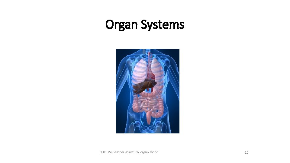 Organ Systems 1. 01 Remember structural organization 12 