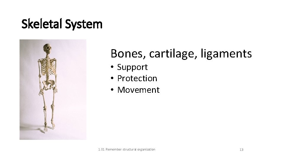 Skeletal System Bones, cartilage, ligaments • Support • Protection • Movement 1. 01 Remember