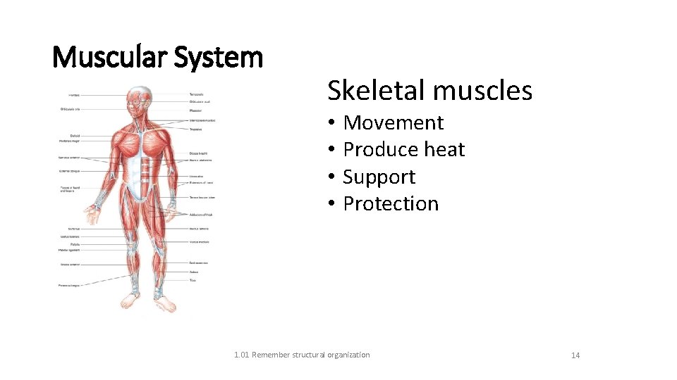 Muscular System Skeletal muscles • • Movement Produce heat Support Protection 1. 01 Remember