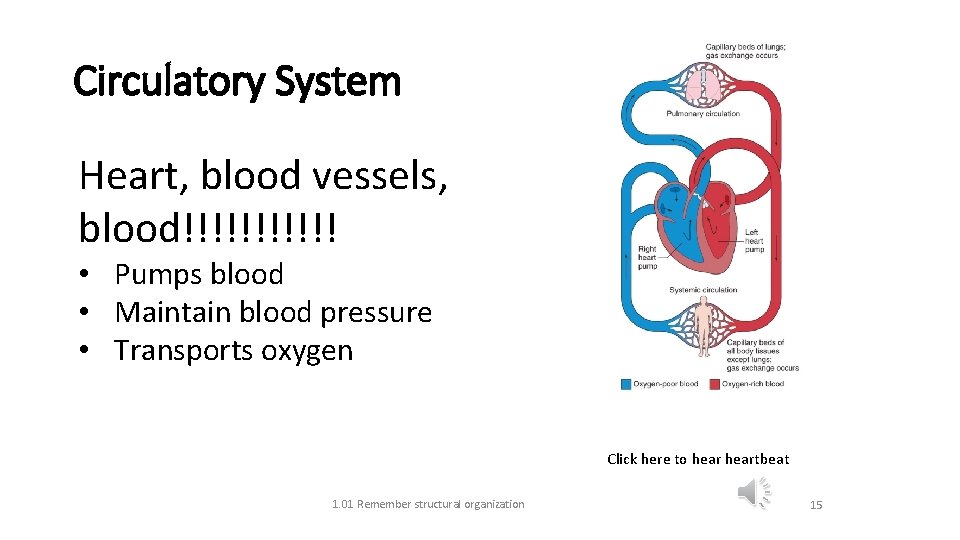 Circulatory System Heart, blood vessels, blood!!!!!! • Pumps blood • Maintain blood pressure •