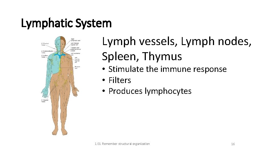 Lymphatic System Lymph vessels, Lymph nodes, Spleen, Thymus • Stimulate the immune response •