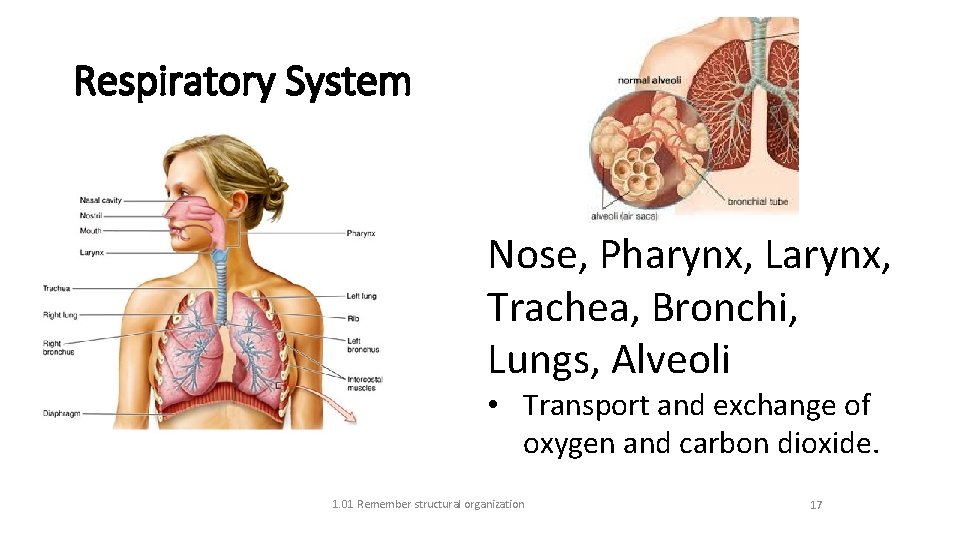 Respiratory System Nose, Pharynx, Larynx, Trachea, Bronchi, Lungs, Alveoli • Transport and exchange of