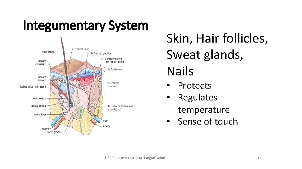 Integumentary System Skin, Hair follicles, Sweat glands, Nails • Protects • Regulates temperature •