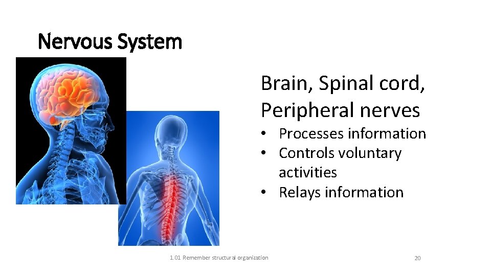 Nervous System Brain, Spinal cord, Peripheral nerves • Processes information • Controls voluntary activities