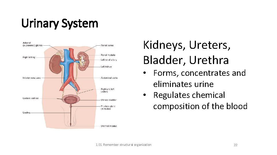 Urinary System Kidneys, Ureters, Bladder, Urethra • Forms, concentrates and eliminates urine • Regulates
