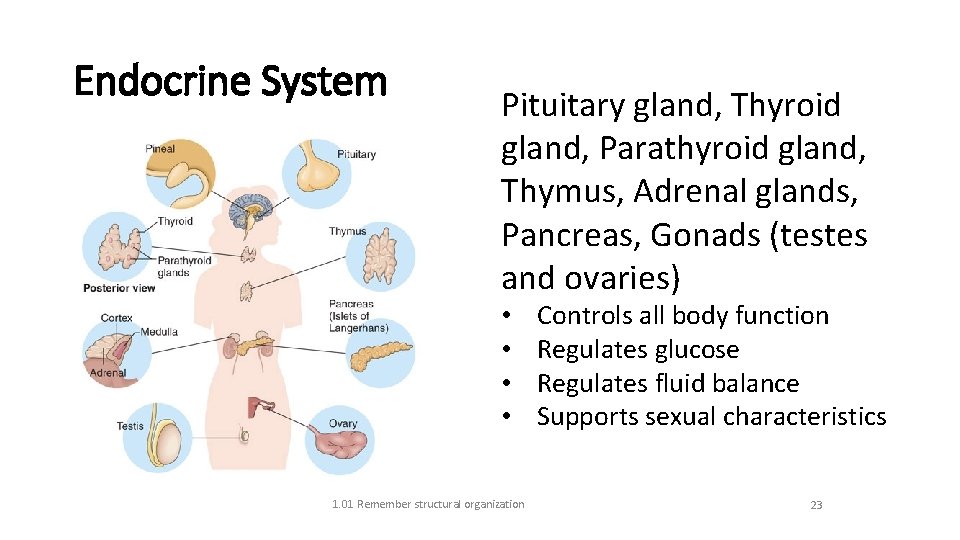Endocrine System Pituitary gland, Thyroid gland, Parathyroid gland, Thymus, Adrenal glands, Pancreas, Gonads (testes