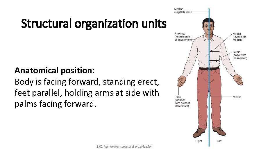 Structural organization units Anatomical position: Body is facing forward, standing erect, feet parallel, holding