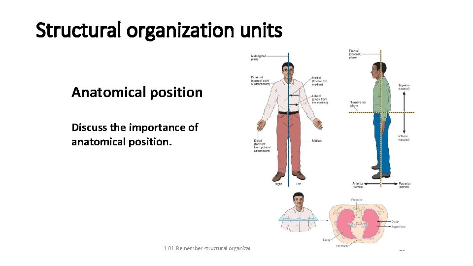 Structural organization units Anatomical position Discuss the importance of anatomical position. 1. 01 Remember