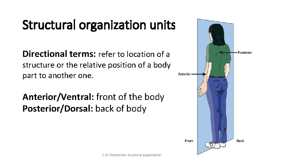 Structural organization units Directional terms: refer to location of a structure or the relative