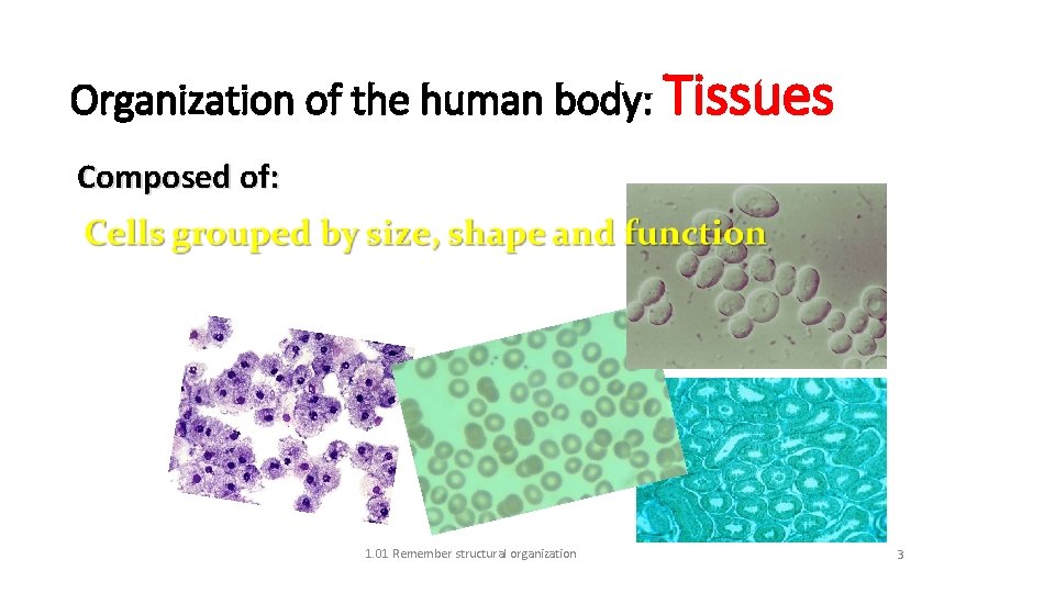 Organization of the human body: Tissues Composed of: 1. 01 Remember structural organization 3